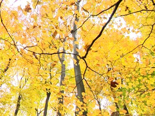 Na Slovensku máme pralesy a naozaj vzácne. Do najvyššieho stupňa ochrany pribudli ďalšie územia
