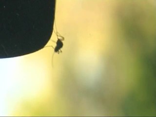 Na západe Slovenska čelia obyvatelia invázii komárov. Starostovia sú nahnevaní