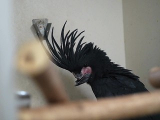 Európsky unikát zo Žiliny: Papagájovi implantovali nový zobák. Šťastný koniec sa ale nekoná