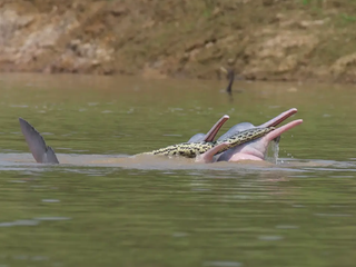 Dva vzrušené samce delfínov vyvádzali s anakondou, akoby išlo o sexuálnu pomôcku