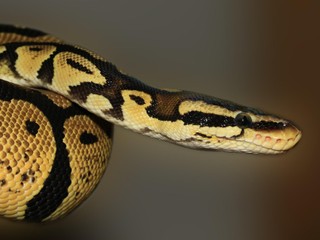 Uhádnete, ako zomrel muž, ktorý doma choval stodvadsaťštyri hadov?