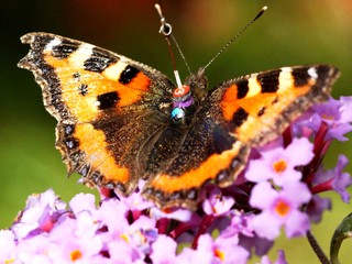 Prales v Portoriku chradne, nelietajú tam takmer žiadne motýle