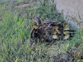 Unikli smrti. V Žiline a Kysuckom Novom meste zachránili kačacie rodinky