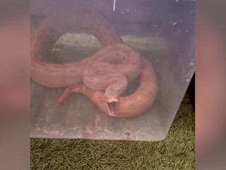 Kuriózny zásah: Pytón ušiel z terária, vystrašená žena volala hasičov