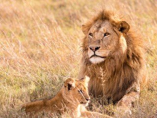 Čo poviete na luxusné ubytovanie v blízkosti levov a slonov?