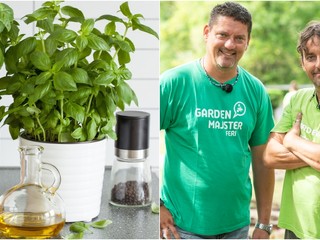 Kupujete si bylinky v kvetináči v obchode a vždy vám vyhynú? 4 dôvody, prečo sa to deje!