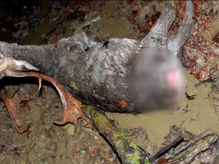 Na farme našli utýraného daniela škvrnitého. Okolnosti a zranenia zvieraťa sú zvláštne