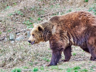 Pri D1 zmizlo oplotenie, ktoré malo zabrániť zvieratám dostať sa na diaľnicu. O život prišiel medveď