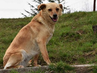 V Bratislave sa stratila sučka Henna, pomôžte ju nájsť