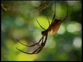 Sninčanku na balkóne prekvapil veľký čierny pavúk