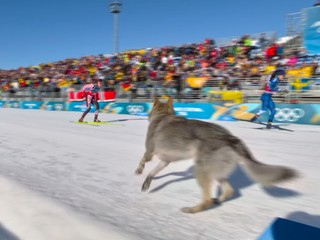 Československý vlčiak naháňal bežkyne na lyžiach