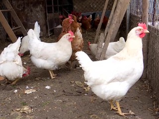 Drobnochovateľov hydiny trápi vtáčia chrípka. Pravdepodobne sa šíri v kŕdľoch voľne žijúcich vtákov