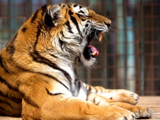 Záchranná stanica v Orechovej Potôni prichyľuje aj cirkusové zvieratá