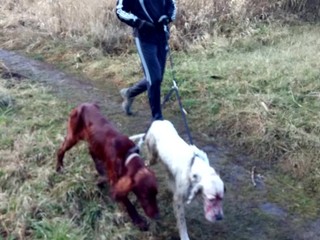 Psy zaútočili na srnca. Ich majiteľ, viceprimátor, obvinenia odmieta