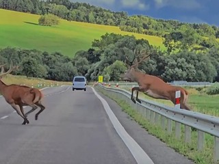 Majestátny pohľad na stádo jeleňov. Rozprávali sme sa autorom virálneho videa