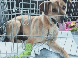 Falošné milosrdenstvo: Podvodníci zneužili zbierku pre raneného psíka