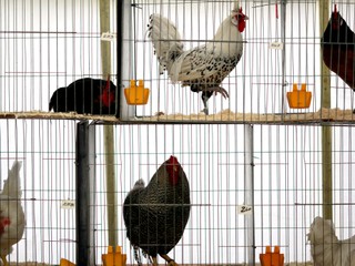 Zákaz klietkového chovu v Európskej únii sa stáva čoraz reálnejší.  A platiť by mal aj na dovoz