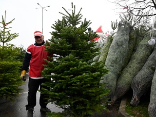 Vianoce sú za dverami. Viete, ako udržať vianočný stromček svieži?