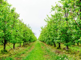 Pre nedostatok brigádnikov ovocinári nezozbierali 18 miliónov  kilogramov ovocia