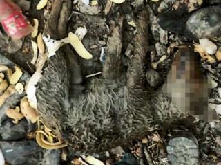 Muž zo Sečoviec kladivom ubil na smrť dvojmesačné šteniatko