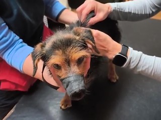 Policajti priviezli do útulku týraného psíka. V tele mal sedem diaboliek