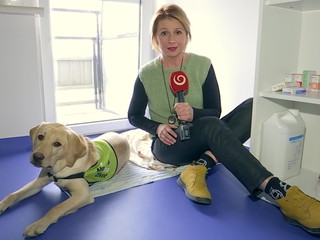 Výcvik vodiaceho psa: Labrador sa stal súčasťou očnej ambulancie