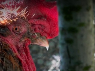 Organizovanie zápasov zvierat bude od novembra trestný čin