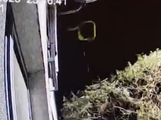 Fekálie visia aj na strome. Chlap vylieva z balkóna výkaly rovno pred bytovku a susedia sú zúfalí