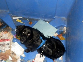 V Plzni niekto vyhodil do kontajnera psa