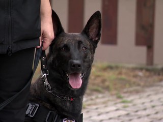 Služobné psy odhalili za minulý rok takmer 50 kilogramov drog. Výcvik trvá približne 5 mesiacov