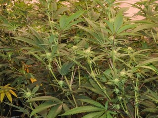 Konopný mastičkár Josef Šipoš opäť pred súdom. Sudca rozhodol o takomto treste