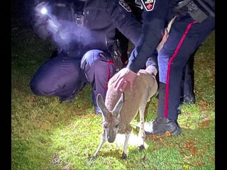 Na túto nočnú službu kanadskí policajti zrejme nikdy nezabudnú