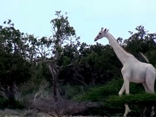 Krásna rarita. V Keni sa prechádza biela žirafa