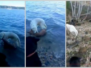 VIDEO: Pes zachránil topiaceho sa jeleňa