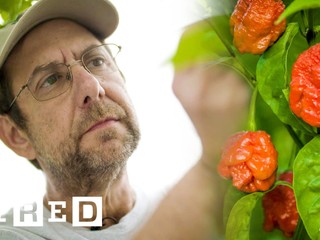 Za najpálivejšie čili papričky na svete vďačíme TOMUTO chlapovi