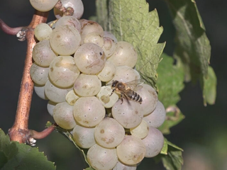 Nové vinohrady nepribúdajú, staré zanikajú. Vysoké náklady ohrozujú slovenské vinohrady