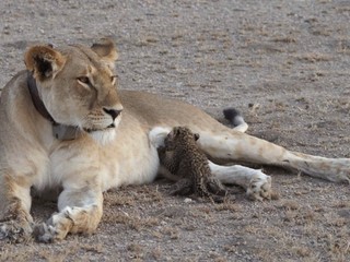 Svetový unikát! Levica kŕmi leopardie mláďa vo voľnej prírode