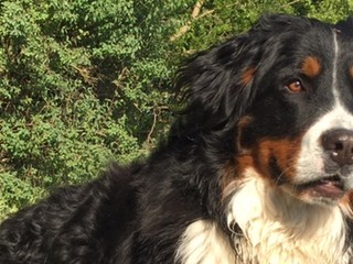 Poľovník zámerne postrelil psa. Hrozí mu amputácia nohy