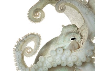 Zabil ho vlastný obed. Obľuba nezvyčajných jedál ho stála život