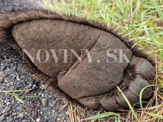 Ďalší stret so zverou: Pod kolesami kamióna skončil takmer 160-kilový medveď