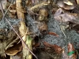 Sninčanovi sa podarilo zachytiť vzácny prírodný úkaz