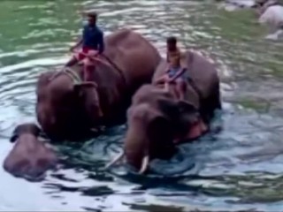 Gravidná slonica zahynula po tom, čo zahryzla do ananásu s výbušninami