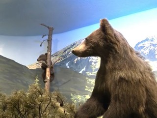 VIDEO: V múzeu "oživili" medvediu rodinku