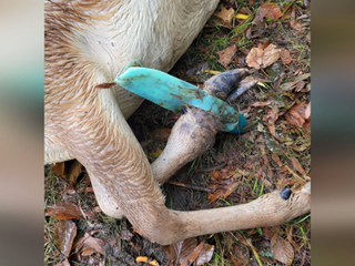 Skládky na Záhorí lákajú zver. Poľovníci varujú pred tragickými následkami