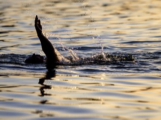 Francúz chce zdolať Pacifik. Denne bude musieť plávať až 9 hodín