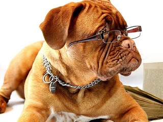 Chcete vedieť, aký starý je váš pes? Môžete si to vypočítať