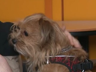 VIDEO: Štvornohý terapeut pomáha pacientom na psychiatrickom oddelení