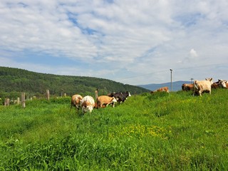 Roľnícke družstvo Kriváň prijalo opatrenia:  Do areálu pustia iba auto, ktoré chodieva po mlieko
