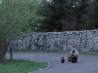 Problémy s medveďmi riešili aj v Poľsku, ich nápady riešení by mohli pomôcť aj nám