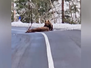 Vodičovi sa naskytol nevšedný zážitok. Medveď ťahal po ceste zraneného jeleňa